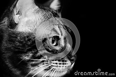 Cute scottish cat black and white animals portraits Stock Photo