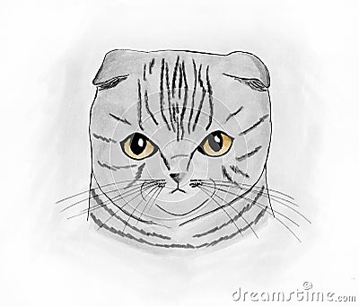 Cute scottish fold cat portrait Stock Photo