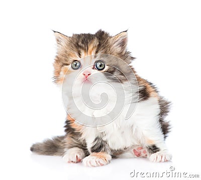 Cute Scottish kitten looking at camera. isolated on white Stock Photo