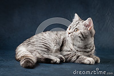 Cute Scottish Straight cat on dark blue background Stock Photo