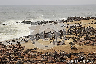 Cute seals frolic on the shores of the Atlantic Ocean in Namibia. Stock Photo