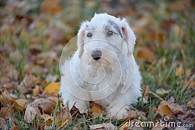 Cute sealyham terrier puppy close up. Welsh border terrier or cowley terrier. Two month old. Stock Photo