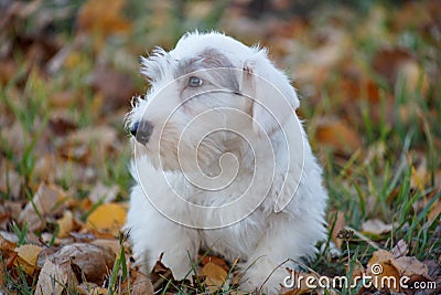 Cute sealyham terrier puppy is lying in the autumn foliage. Welsh border terrier or cowley terrier. Two month old. Stock Photo