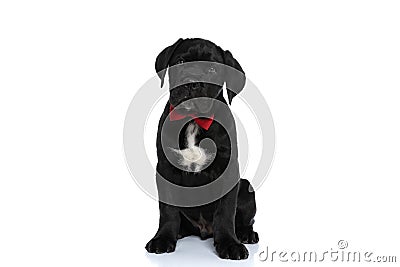 Cute seated cane corso dog wearing a red bowtie Stock Photo