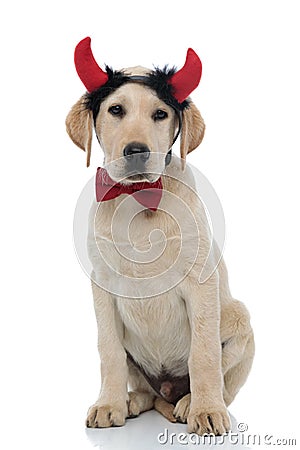 Cute seated labrador retriever wearing devil horns and bow tie Stock Photo