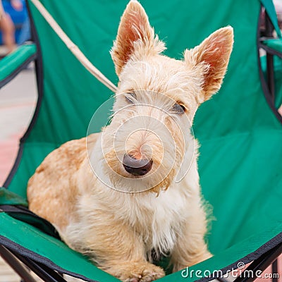 Cute serious Wheaten dog Scottish Terrier breed Stock Photo