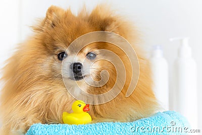 ginger dog pomeranian spitz with yellow rubber bathing duck, towel ready for bathing. grooming pet at salon and home Stock Photo