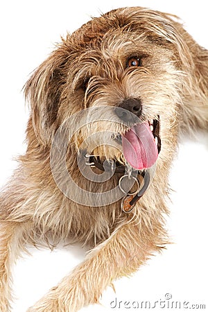 Cute shaggy dog looking up at you Stock Photo