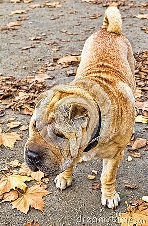 Cute Shar-Pei dog Stock Photo