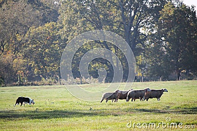 Cute sheeps and a dog on a meadow and hundred years old oak trees Stock Photo
