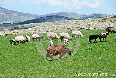 Cute sheeps are grazing Stock Photo