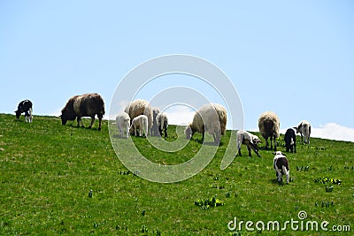 Cute sheeps are grazing Stock Photo