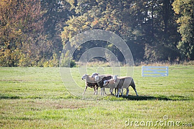 Cute sheeps on a meadow and hundred years old oak trees Stock Photo