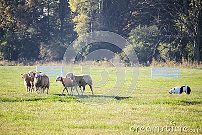 Cute sheeps and a dog on a meadow and hundred years old oak trees Stock Photo