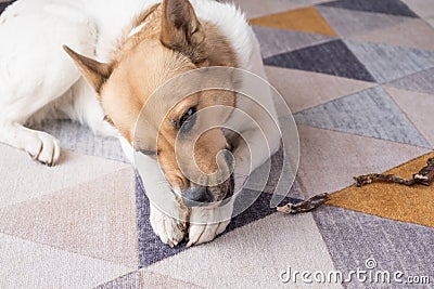 cute shepherd dog eating dry beef snack at rug at home Stock Photo