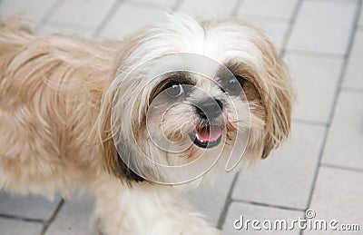 Cute Shih-tzu Stock Photo