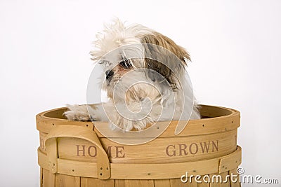 Cute Shih Tzu puppy dog Stock Photo