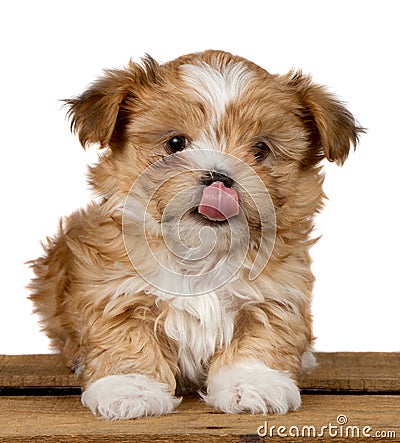 Cute shih-tzu puppy licking his nose Stock Photo