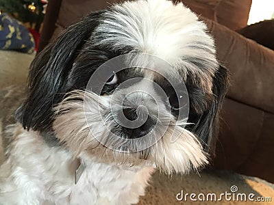 Cute Shih Tzu puppy looks at camera Stock Photo