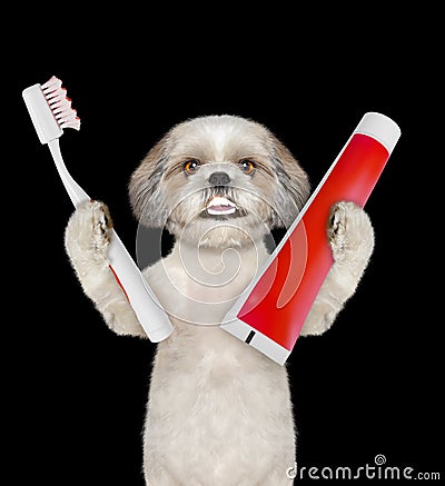 Cute shitzu dog clean the teeth with a toothbrush. Isolated on black Stock Photo