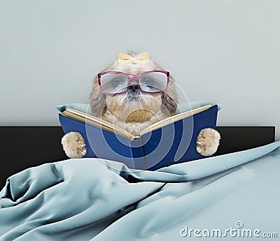 Cute shitzu dog reading a book in bed Stock Photo