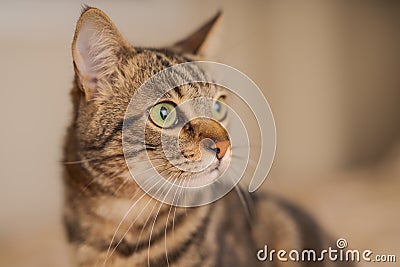 Cute short hair cat looking curious and snooping at home Stock Photo