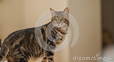 Cute short hair cat looking curious and snooping at home Stock Photo