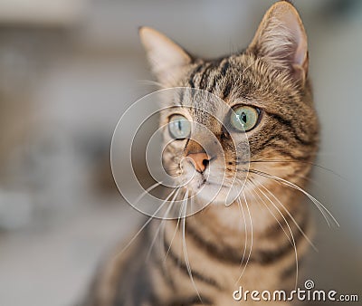 Cute short hair cat looking curious and snooping at home Stock Photo