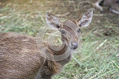 Cute shot of a deer kid looked at camera and smile,deer smile,light effect added,selective focus Stock Photo