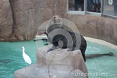 Cute shot of a sea seal taken in San Diego zoo Editorial Stock Photo