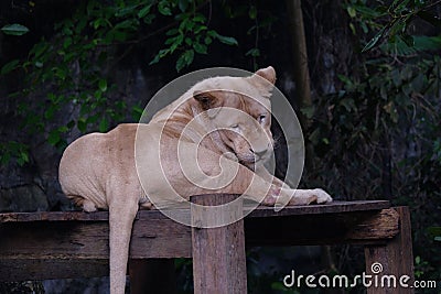 Cute shy lioness & x28;Panthera leo& x29; in the zoo Stock Photo