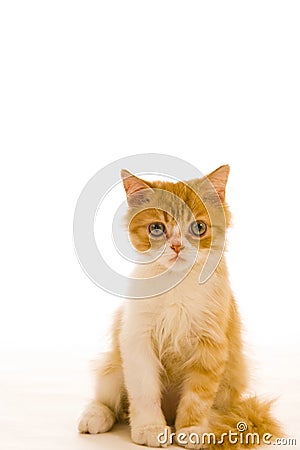 Cute Siamese cat Stock Photo