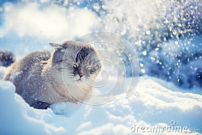 Cute Siamese Cat walking in the snow Stock Photo