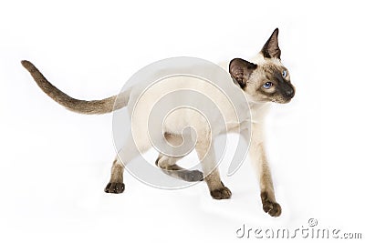 cute Siamese kitten Stock Photo