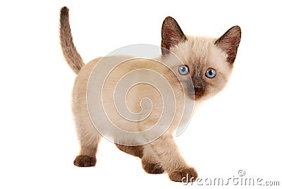 Cute Siamese Kitten on White Stock Photo