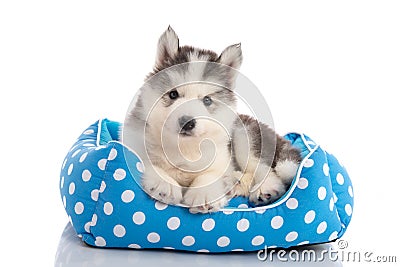 Cute siberian husky lying on pet bed Stock Photo