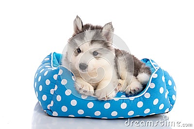 Cute siberian husky lying on pet bed Stock Photo