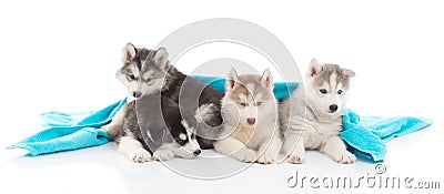 Cute siberian husky puppies lying Stock Photo