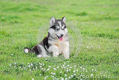 Cute siberian husky puppy Stock Photo