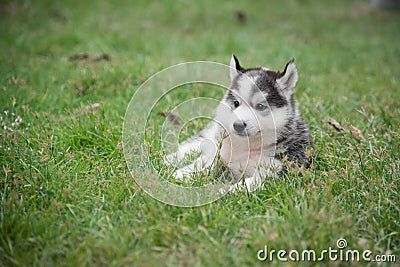 Cute siberian husky puppy laying Stock Photo