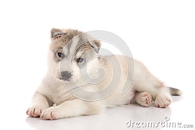 Cute siberian husky puppy lying on white background Stock Photo