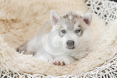 Cute siberian husky puppy lying Stock Photo