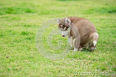 Cute siberian husky puppy pooping on green grass Stock Photo