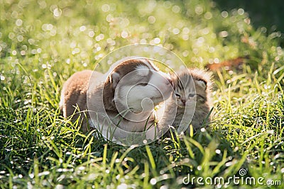 Cute siberian husky puppy and tabby kitten lying Stock Photo