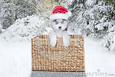 Cute Siberian husky with Santa hat and basket Stock Photo