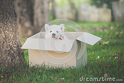 Cute siberian husky sitting in a box Stock Photo