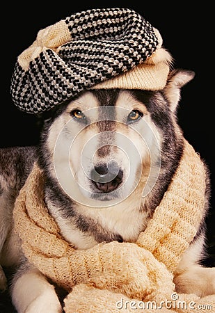 Cute siberian husky wearing a vintage hat Stock Photo