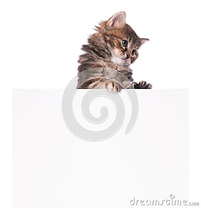 Cute siberian kitten Stock Photo