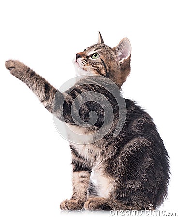 Cute siberian kitten Stock Photo