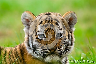 Cute siberian tiger cub Stock Photo